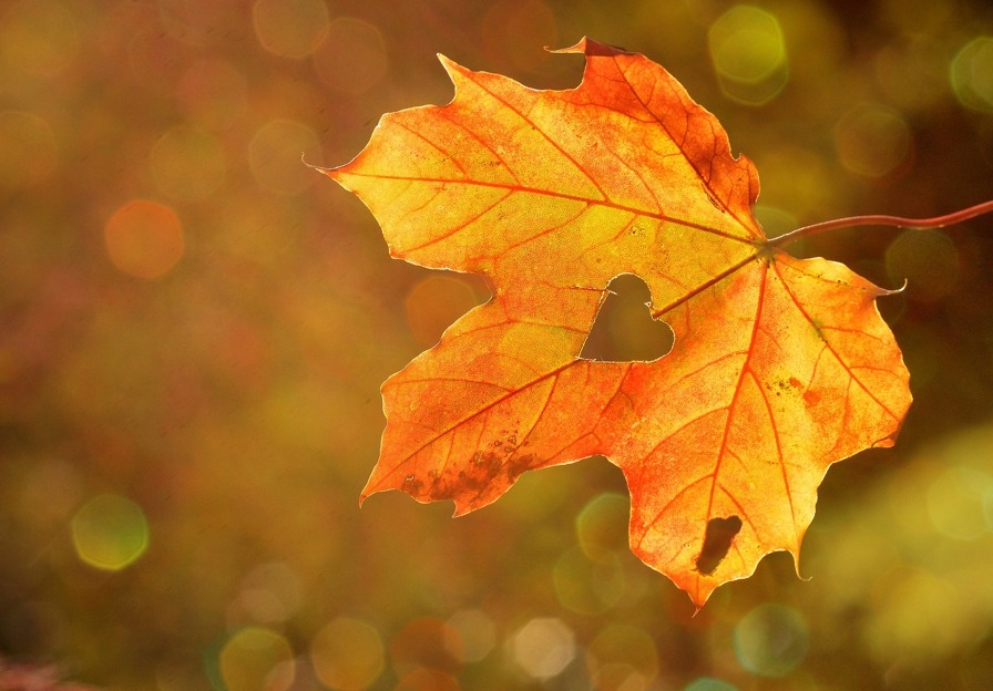 Der Herbst ist da - Foto Rebekka D * castleguard auf Pixabay