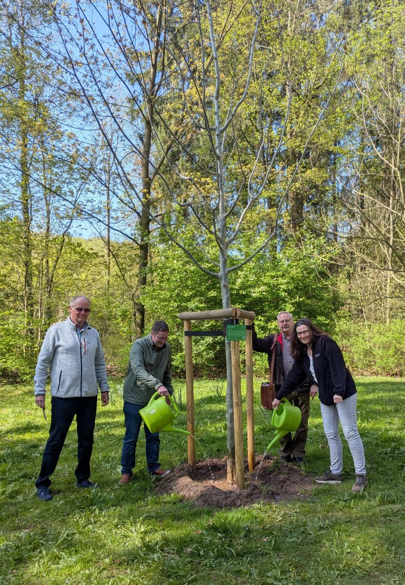 Steinway Park Seesen - Zitterpappel Baum des Jahres 2026