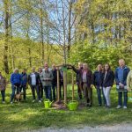 Steinway Park Seesen - Zitterpappel Baum des Jahres 2026